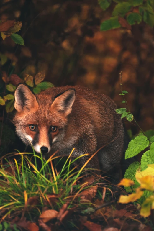 a fox is peering through some tall grass