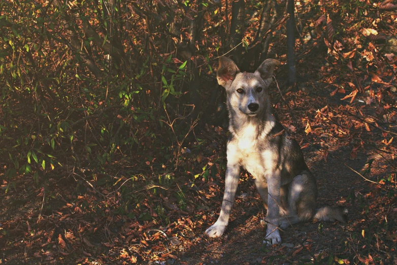 a dog is standing in the grass outside