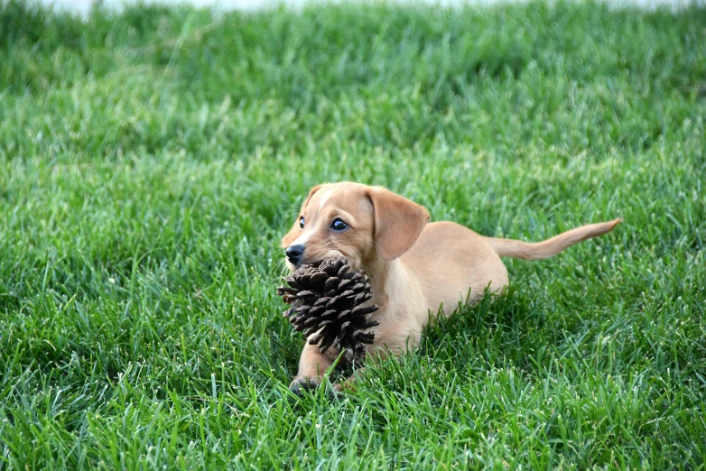 a small dog holding a pine cone in its mouth