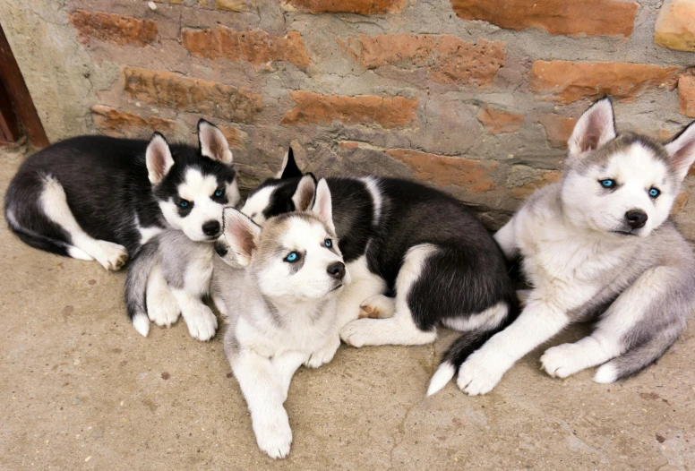 five siberian husky dogs sitting next to each other