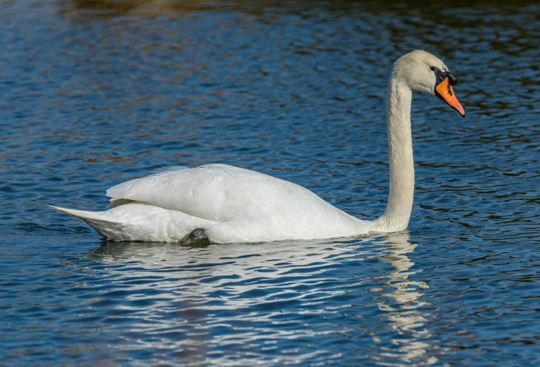 a swan floating on water with its head in the air