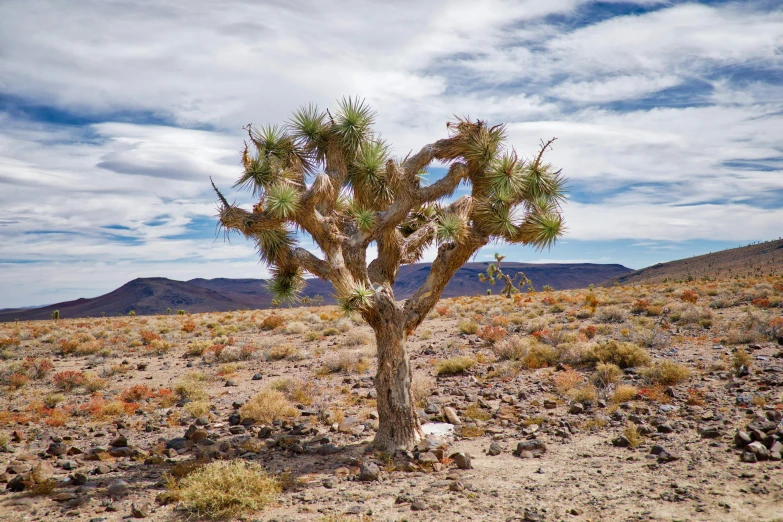 there is a small tree in the middle of the desert