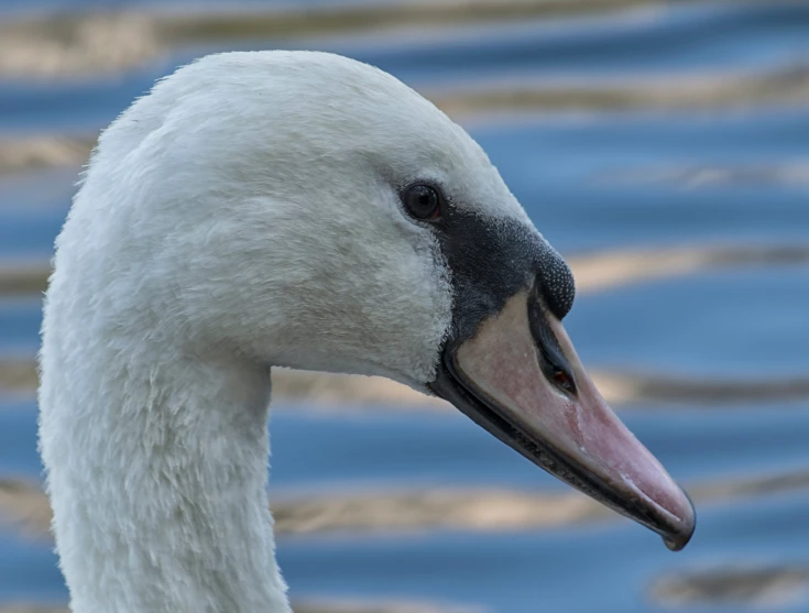 a white swan swimming on a lake with blue water