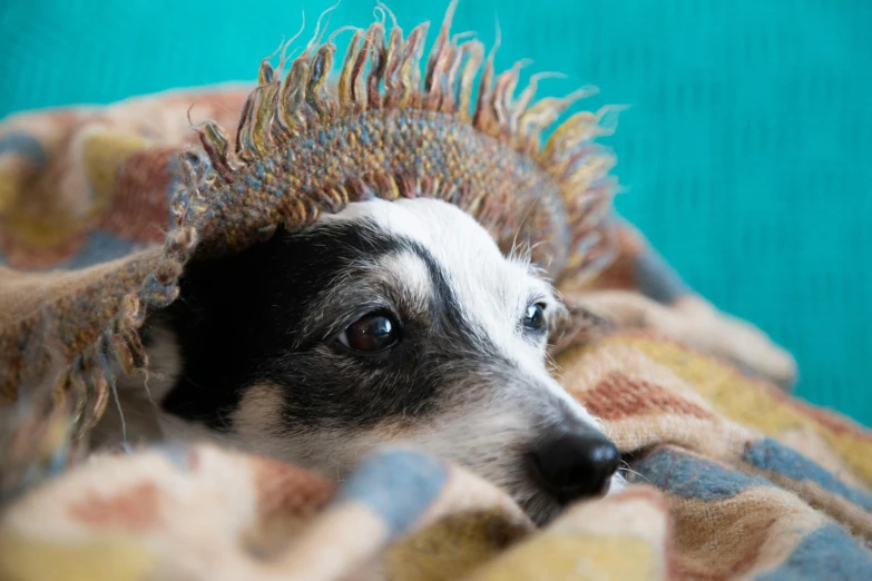 the dog is peeking out from under the blanket