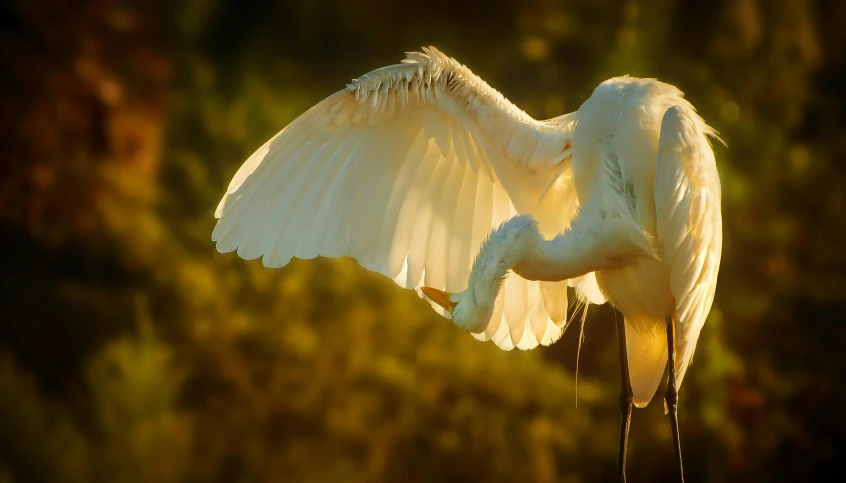 the white bird is standing on its hind legs