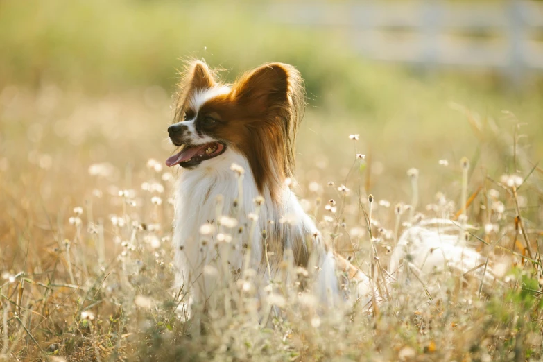 a dog with long fur standing in tall grass