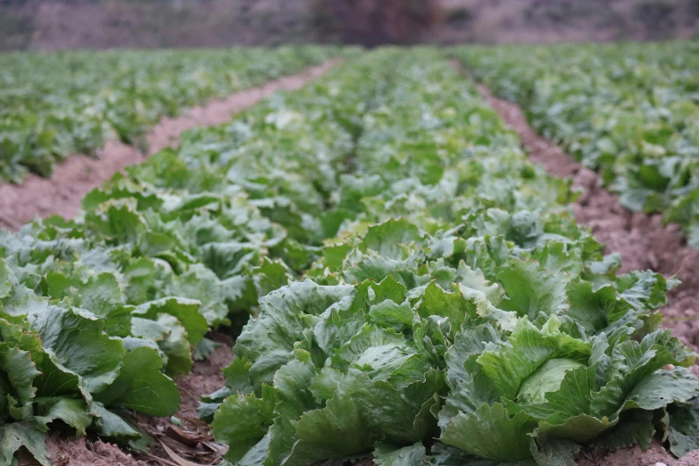 a big green field full of lettuce and dirt