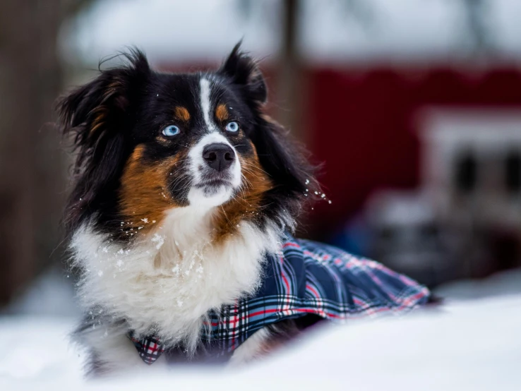 a small dog wearing a coat sitting in the snow