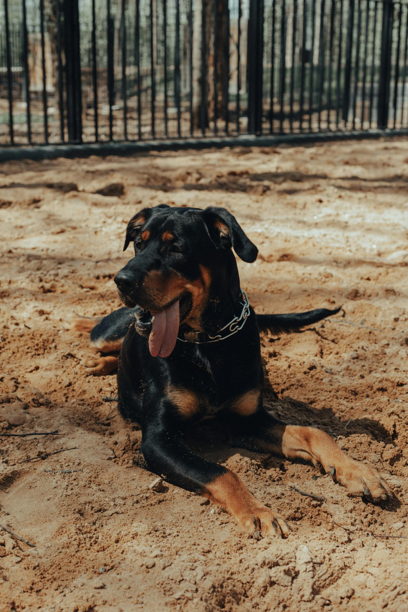 a dog laying down in a muddy field