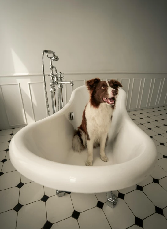 a dog sitting in the middle of a bath tub