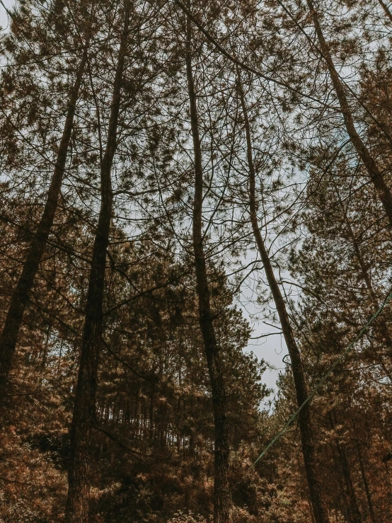 an image of the tops of trees looking up