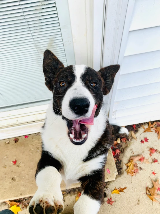 a dog sits outside with his paws on the door