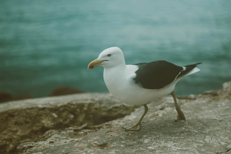 a seagull stands on rocks and looks out over the water