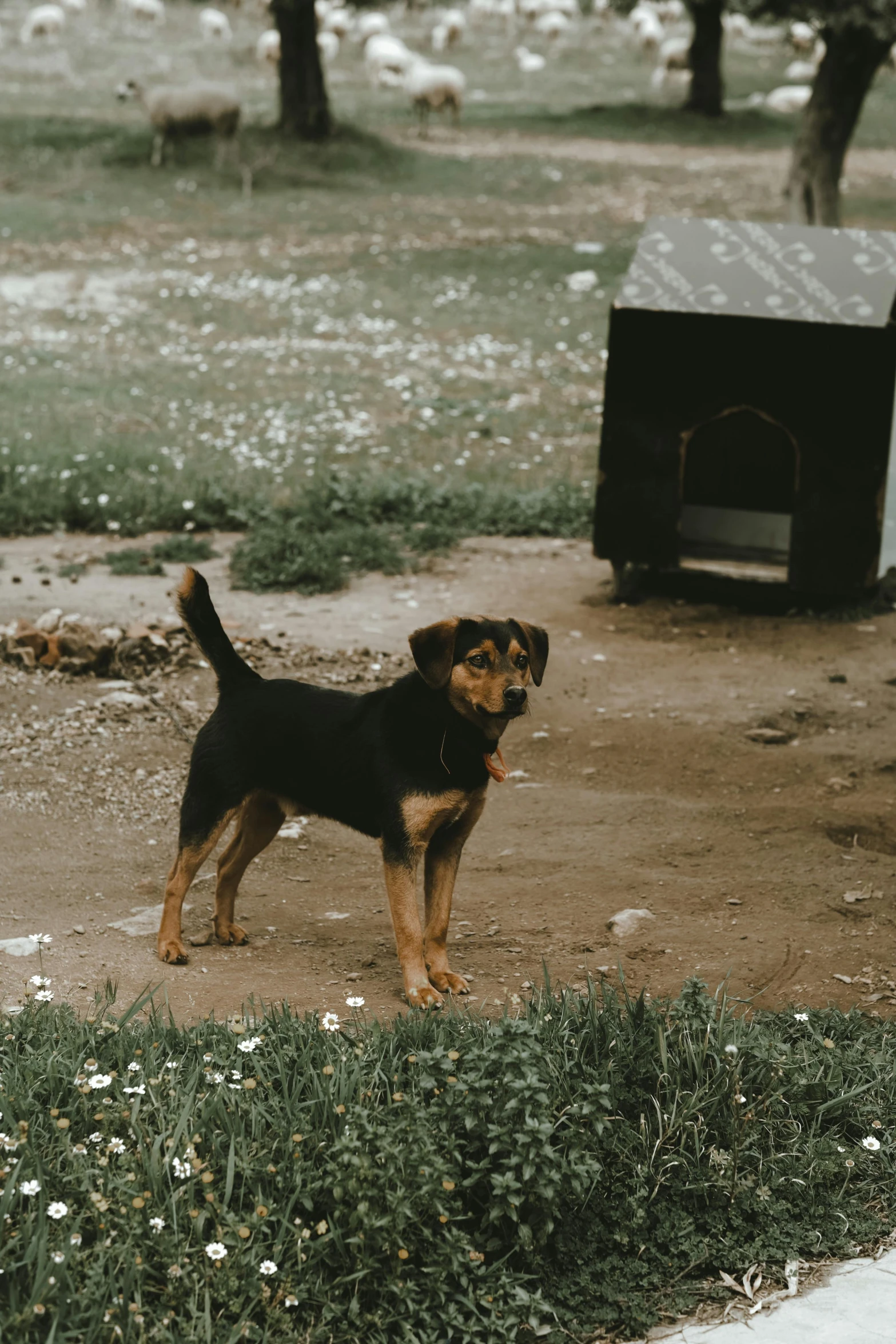 a little dog is standing on the side walk