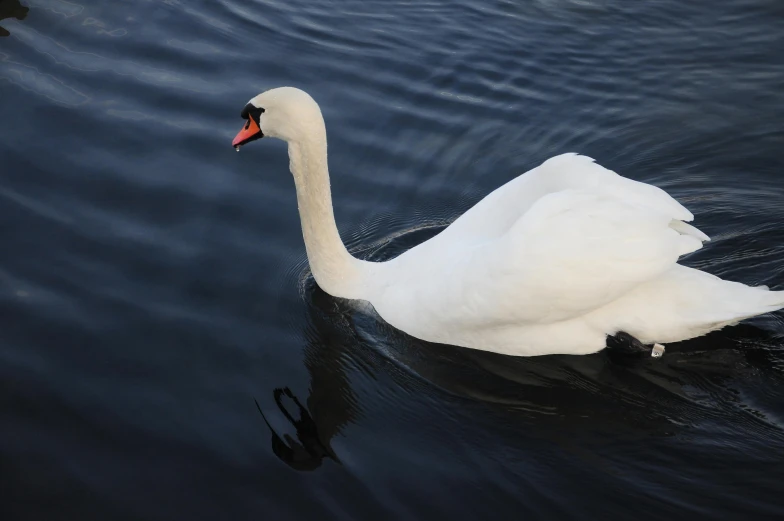 a white swan with red beak floating on water