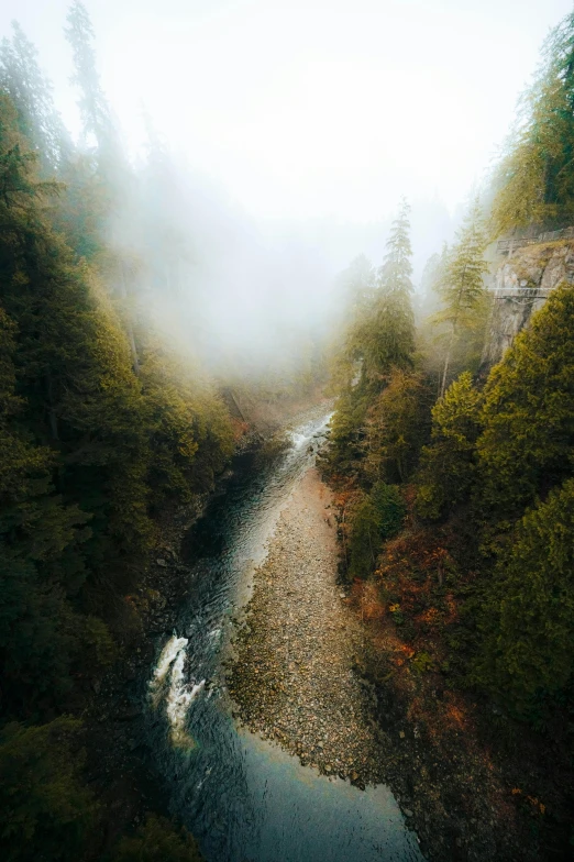 a river is surrounded by pine trees and fog