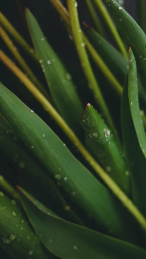 a close up po of a leaf and its water droplets