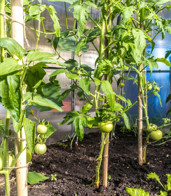 the growing plants have turned green