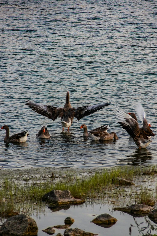 a group of ducks are swimming together in the water