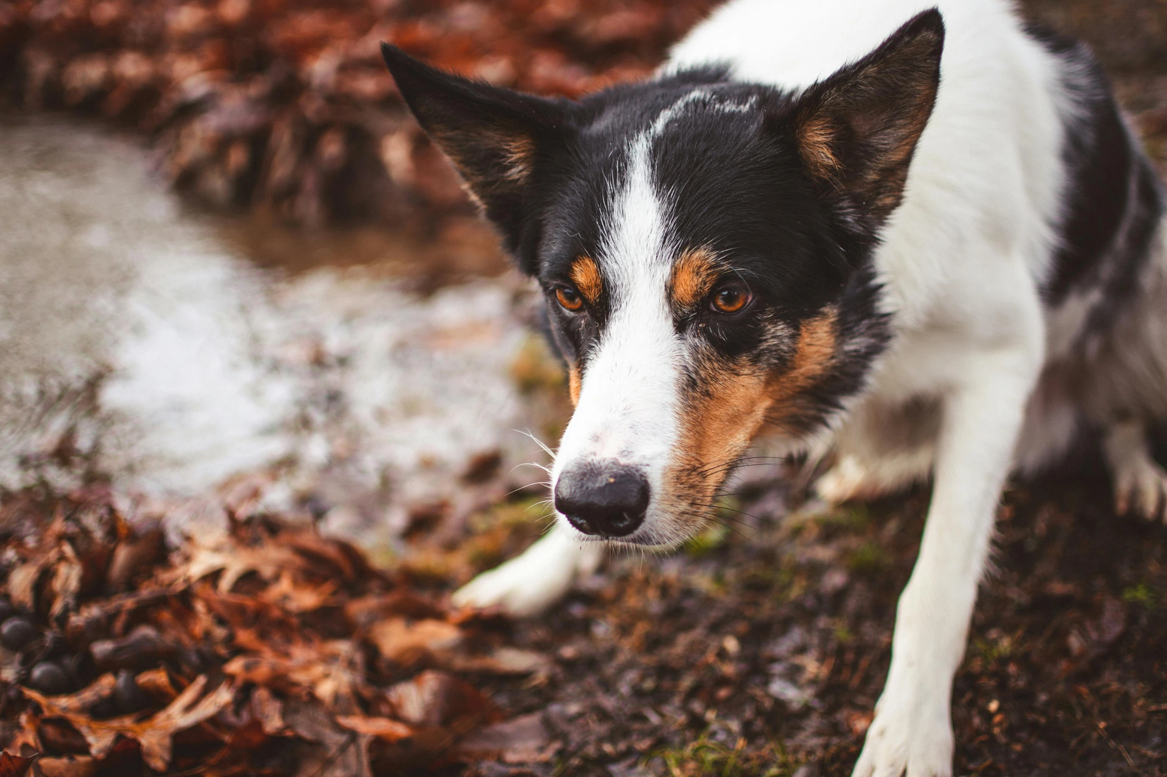 a dog sitting on the ground next to a dle of water