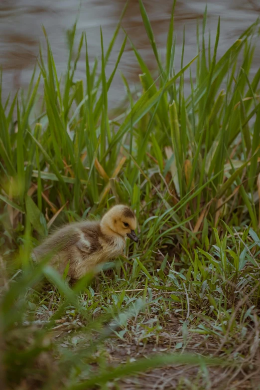 a duckling walking in the grass next to the water