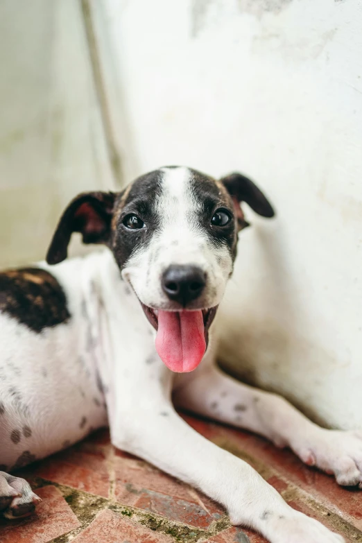 a white and brown dog laying down with its tongue out