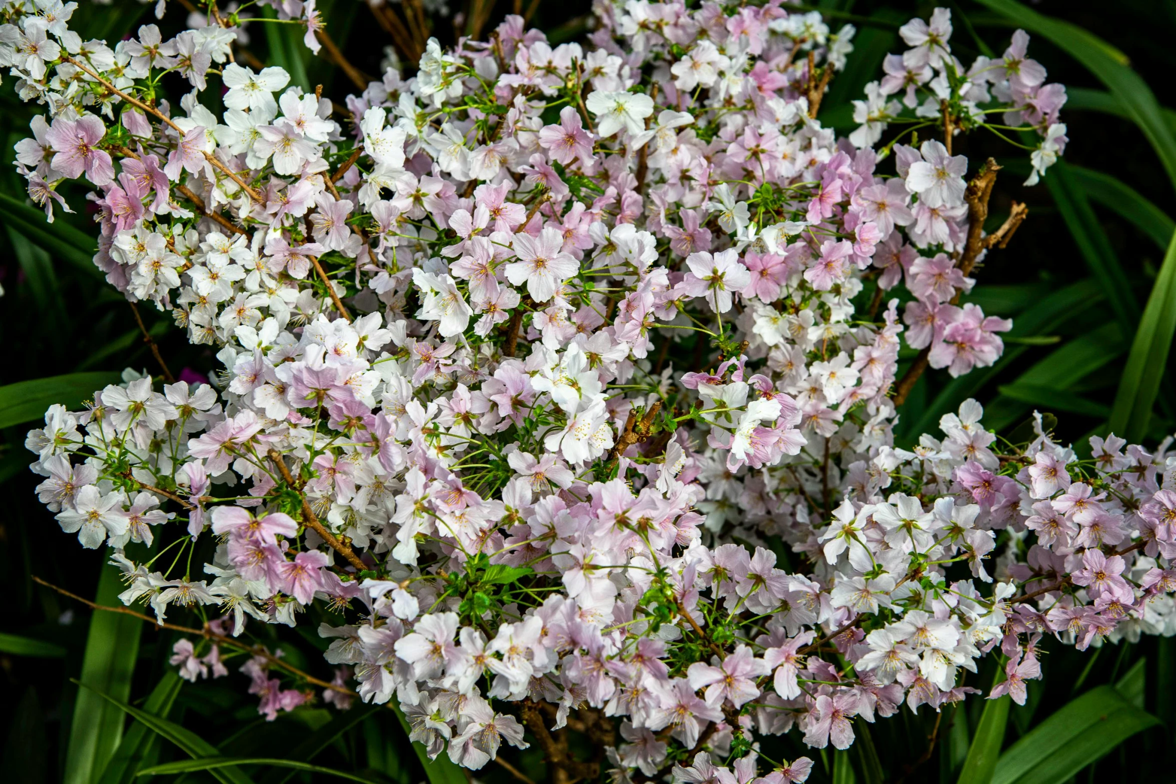 close up of small white and pink flowers