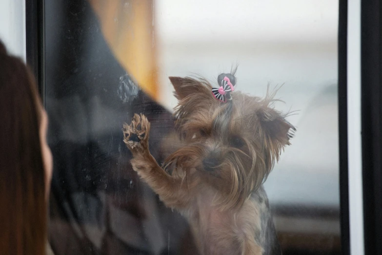 a dog is sticking its nose out the window