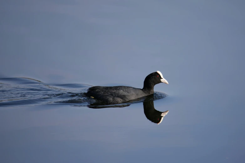 the duck is floating in the large body of water