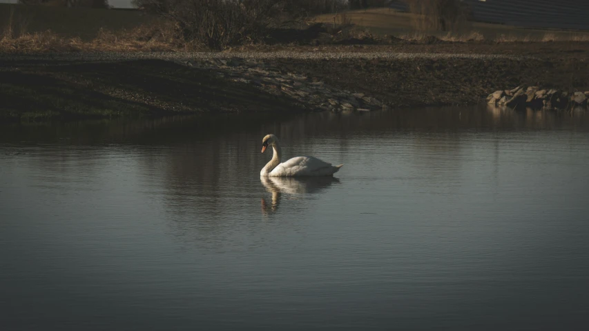 a swan is swimming in the water near grass and houses