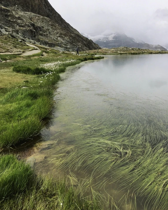 the clear water has green plants on the shore