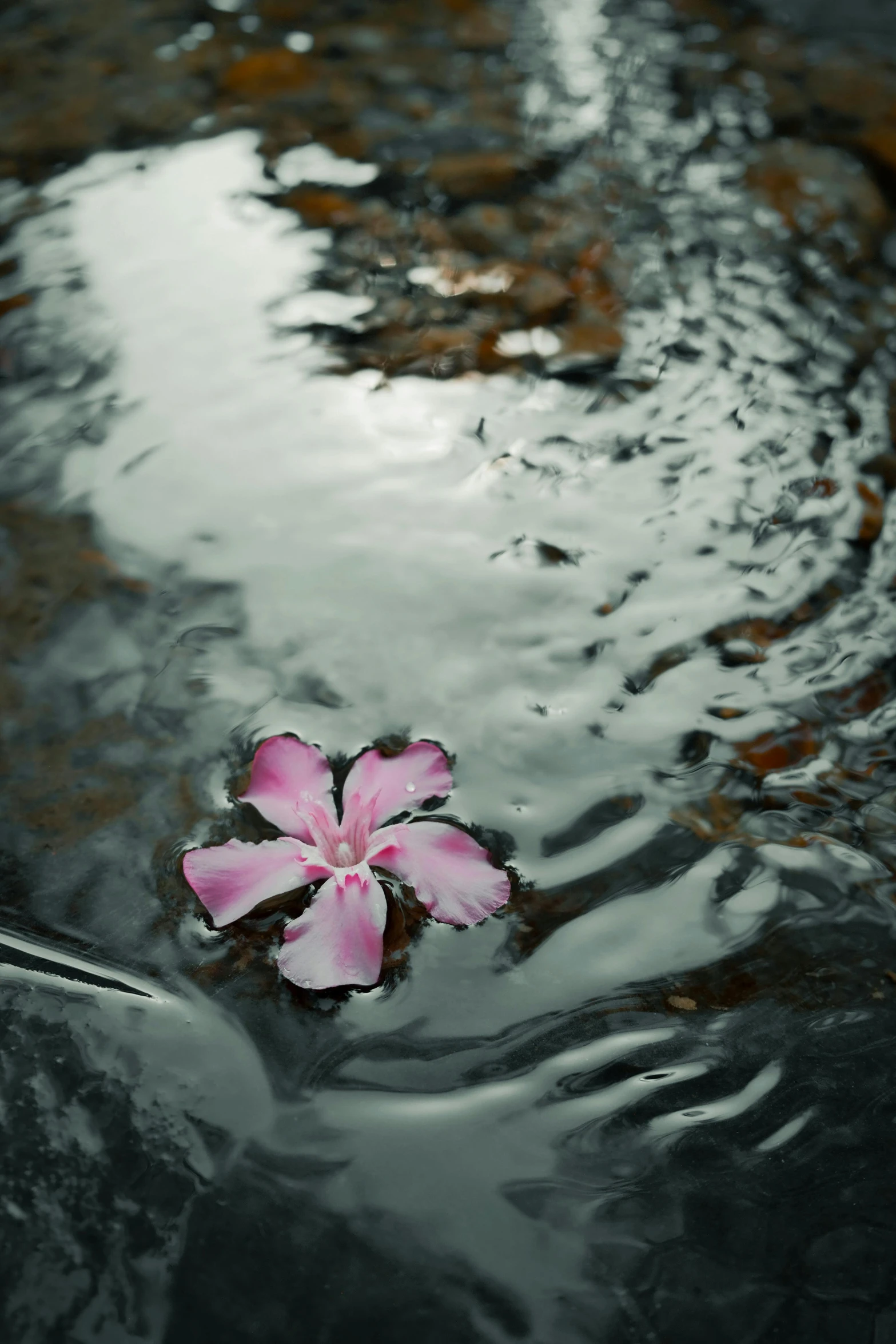 flower with pink petals floating in water, with reflection on surface