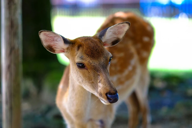 small deer standing on grass looking off into the distance