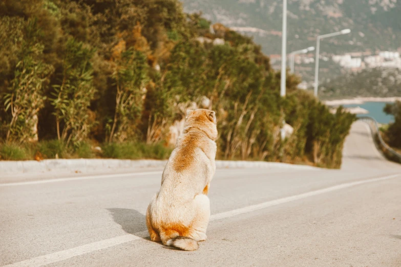 a large white dog sitting on the side of a road