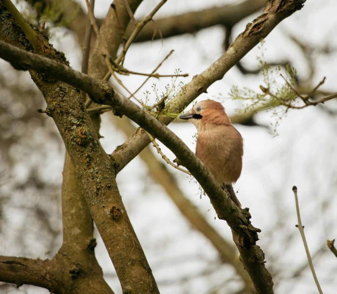 a bird is perched in a tree eating