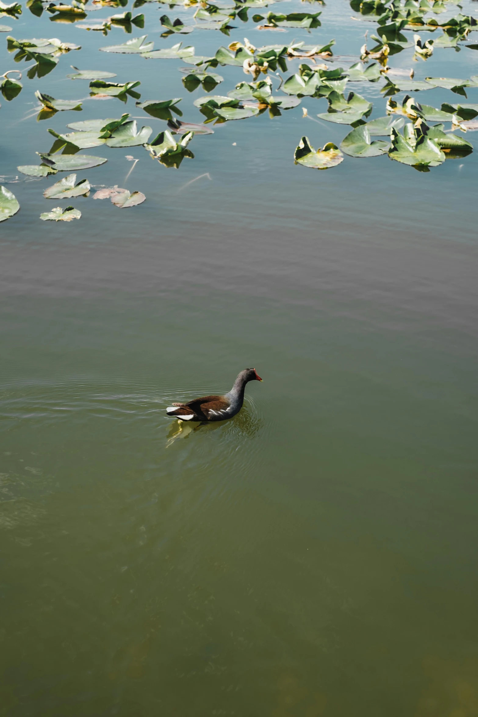 the duck is swimming alone in the water