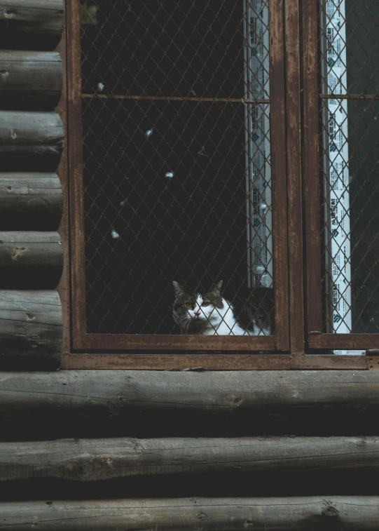 a cat that is sitting on the ledge of a window