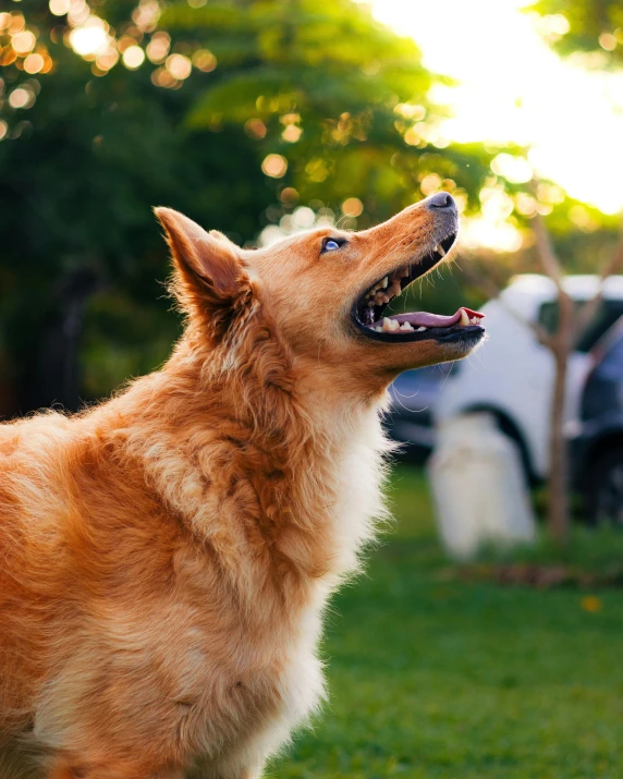 dog standing in yard on grass near other dogs