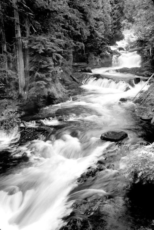 a large stream that runs through a forest