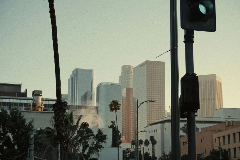 traffic lights are near the palm trees outside