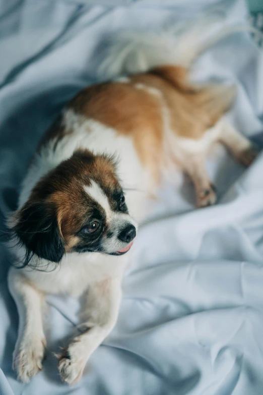 a puppy laying on a bed looking up