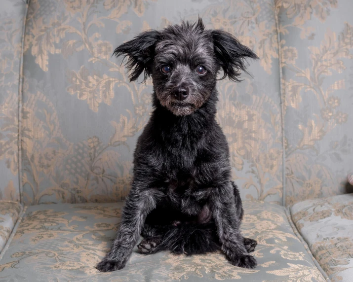 a black dog sitting on top of a couch