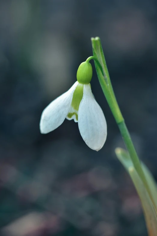 closeup of a white flower budding on a stem