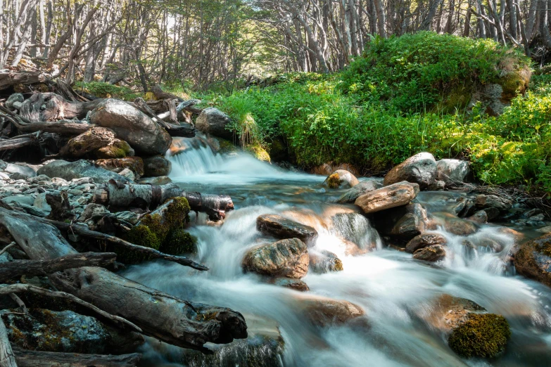 a small stream of water in a forest