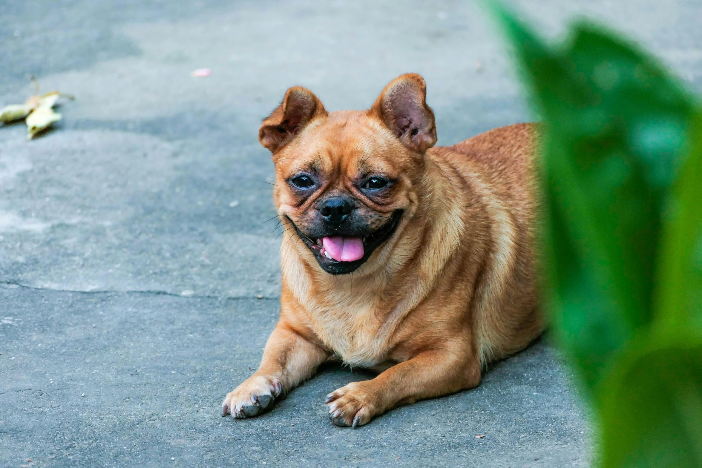 a dog laying down looking at the camera