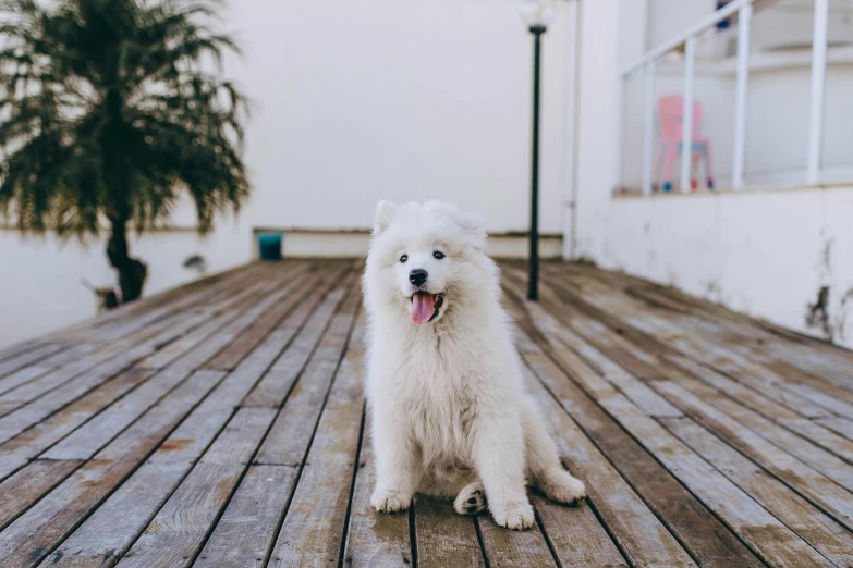 a white dog sitting on top of a wooden floor