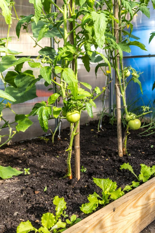 a bunch of plant life is in the garden