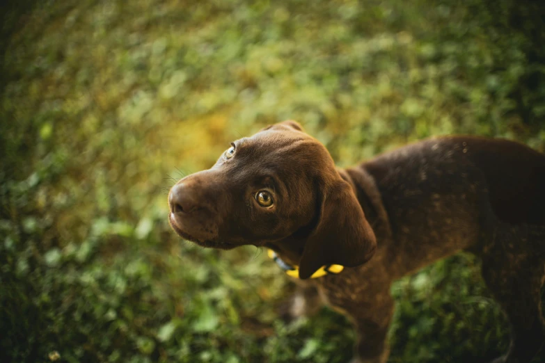 a dog with a collar on standing in the grass