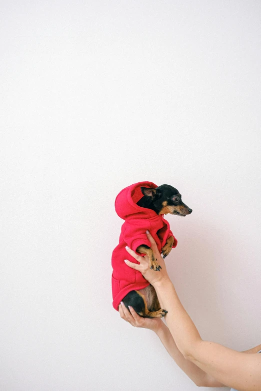 two people holding puppies up to the camera