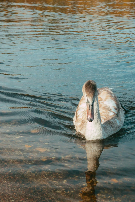 an image of a duck swimming alone in the water